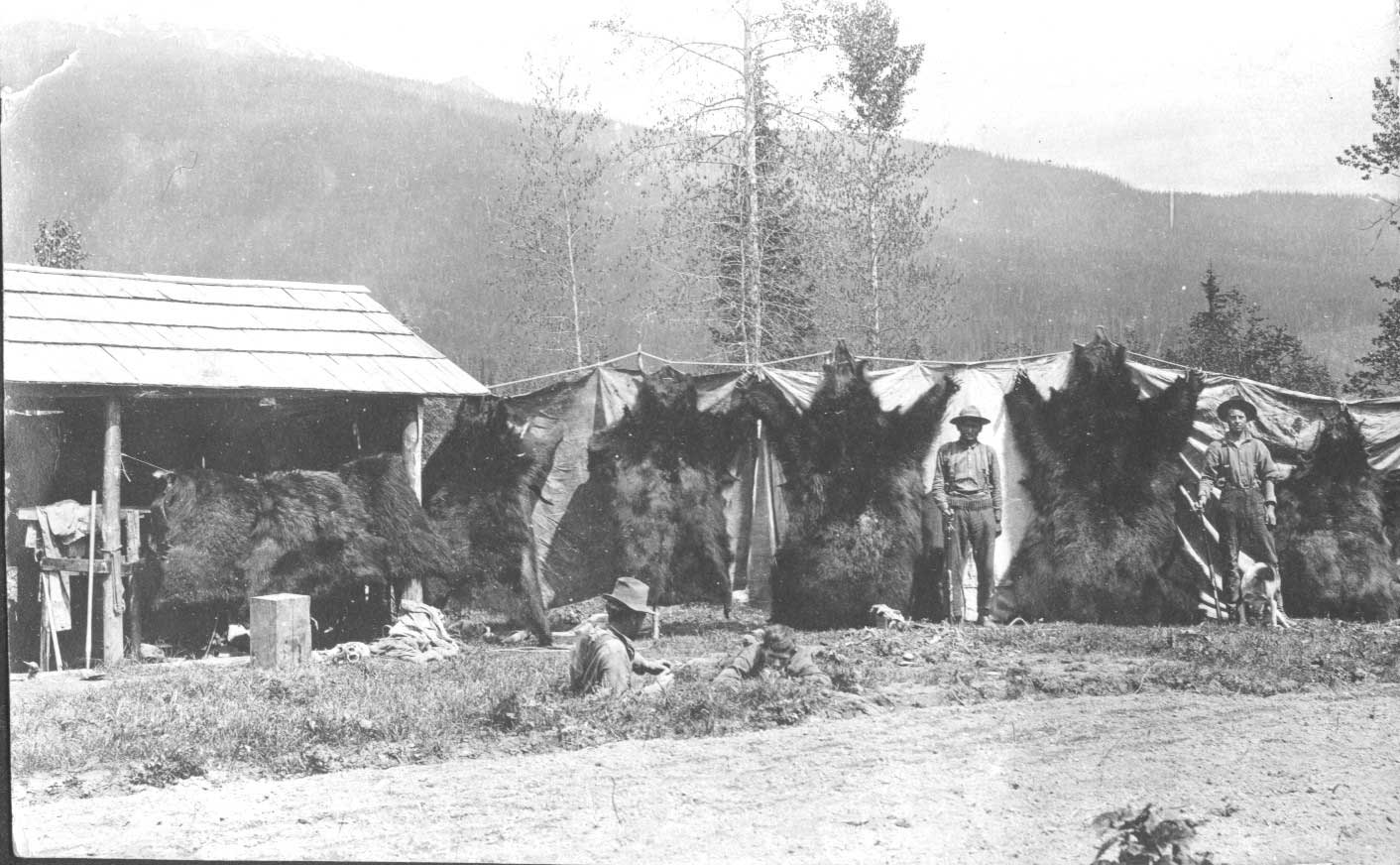 Grizzly Bear Hunting, Blue River BC - Historical